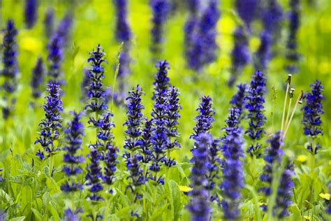 ajucax|Ajuga Plant Guide: How to Plant and Care for Ajuga